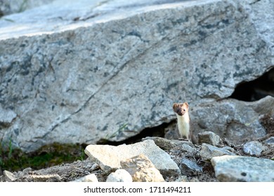 Ermine Looks Camera Sitting Boulder Field Stock Photo 1711494211 ...