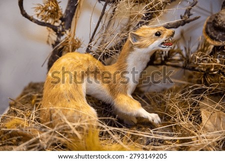 Ermine with sharp teeth on a background of grass. Wildlife, mammals, predators.