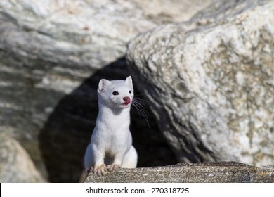 Ermine Weasel Looking Around For Food