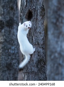 Ermine Weasel In A Winter Coat