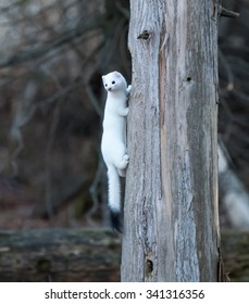 Ermine Weasel In A Winter Coat