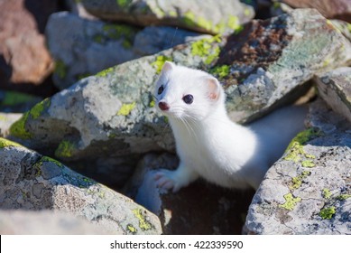 Ermine Weasel In A Winter Coat Looking For Food