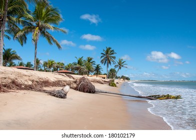 Eroded beach with palms, Pititinga, Natal (Brazil)