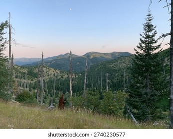 Eroded and bleached trees destroyed by the 1980 eruption of Mount Saint Helens, still visible 40 years later.