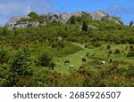 the  eroded, volcanic knobs of wilburn ridge and colorful   feral ponies grazing in the meadow on a sunny summer day while hiking in grayson highlands state park in southwestern virginia