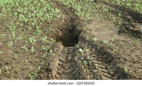 Erosion Damage Field Subsoil Hole Pit Soil Inappropriately Managed Earth Land Degradation Field. Intensive Agriculture Damages Tractor Track. Vadose Zone Poor Farm Farming Without Trees Draws.