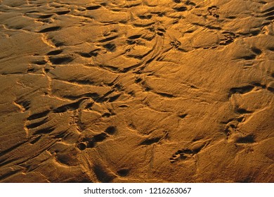 Erosion patterns in wet sand ingolden evening sunlight 