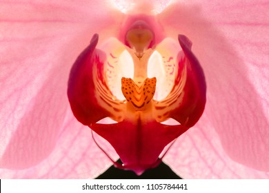 erotic orchid flower calling for passionate love