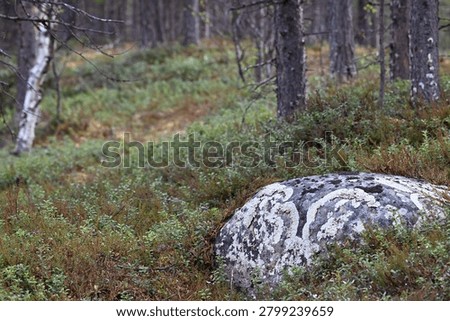 Erratic boulder in pine forest in Finnish Lapland