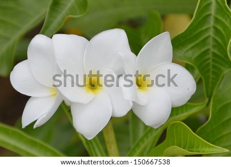 Ervatamia flower