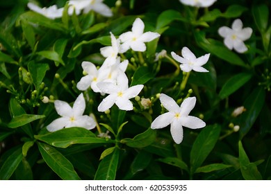 Ervatamia Gardenia Flower Stock Photo 620535935 | Shutterstock