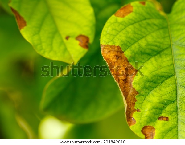 Erwinia Amylovora Bacteria Atacks Fruit Trees Stock Photo (Edit Now ...