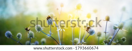 Eryngium alpinum is a perennial herb in the  Umbelliferae family. View of  holly flowers and flying bumblebees. Macro shot. Summer fantasy background.  Concept summer and autumn flower background. 