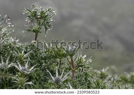 eryngium bourgatii with water drops in the mist in Picos de Euro Imagine de stoc © 