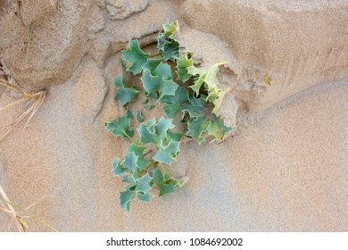 Eryngium Maritimum, The Sea Holly Or Seaside Eryngo