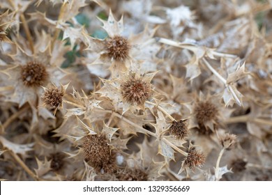 Eryngium Maritimum, The Sea Holly Or Seaside Eryngo