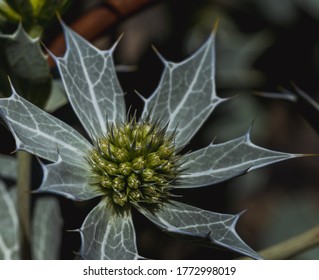 Eryngium Maritimum, Sea Holly Or Seaside Eryngo