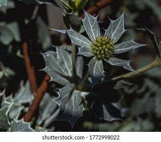 Eryngium Maritimum, Sea Holly Or Seaside Eryngo