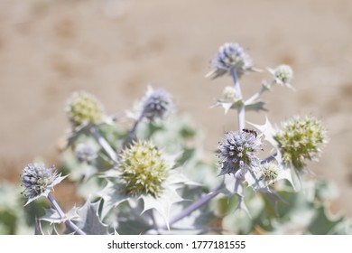 Eryngium Maritimum Or Seaside Eryngo As Background