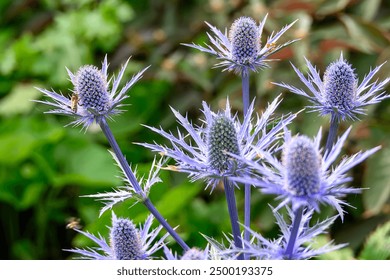 Eryngiums also known as sea holly with spiny leaves and a characteristic ruff around the flowerheads - Powered by Shutterstock