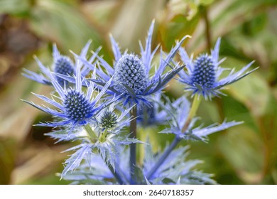 Eryngiums also known as sea holly with spiny leaves and a characteristic ruff around the flowerheads