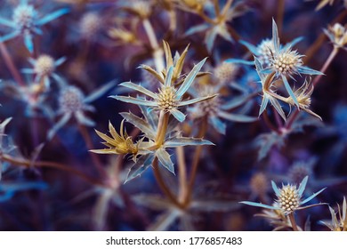 Eryngo Blue Flowers Closeup. Prickly Plant. Natural Botanical Background. Blue And Yellow Inflorescences And Thorns