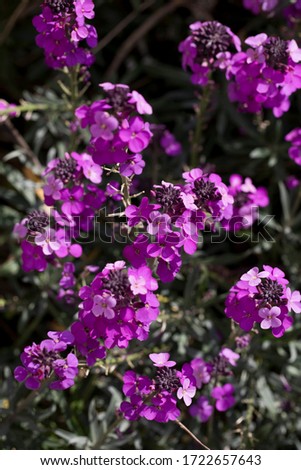 Erysimum Bowles's Mauve plants in flower in early May. A type of wallflower, North Yorkshire, England, United Kingdom