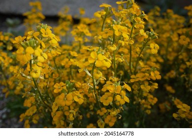 Erysimum capitatum is a species of wallflower known commonly as the sanddune wallflower, western wallflower, or prairie rocket.