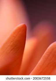 Erythrina Caffra - South African Coral Tree. Macro Shot