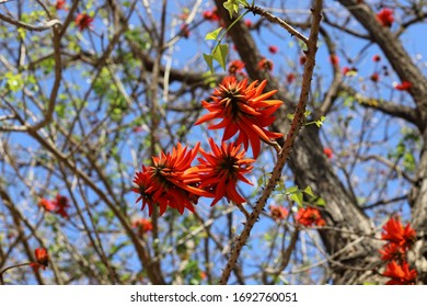 Erythrina coral tree blooms in northern Israel - Shutterstock ID 1692760051