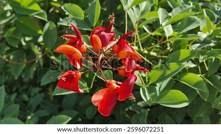 Erythrina crista-galli, also known as the cockspur coral tree, ceibo or corticeira. Scarlet flower with a narrow-obovate standard, small wings, and a keel.
