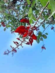 Erythrina Crista-galli,is A Flowering Tree In The Family Fabaceae, Also Known As Dadap Merah, Ceibo, Seíbo, Corticeira And Bucaré, Under The Blue Sky