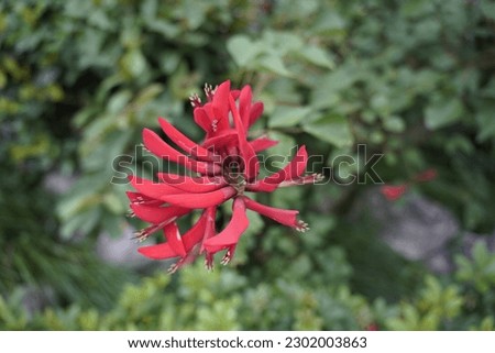 Erythrina herbacea, commonly known as the coral bean, Cherokee bean