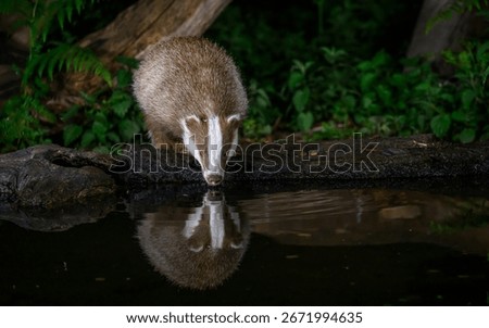 An erythristic badger taking a drink