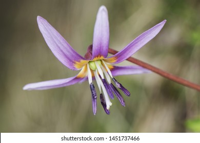 Dogtooth Violet Images Stock Photos Vectors Shutterstock