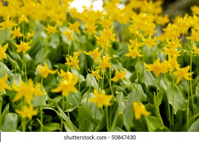 Erythronium Pagoda