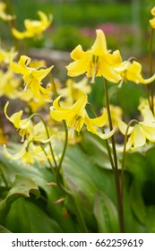 Erythronium Yellow Flowers Pagoda With Green