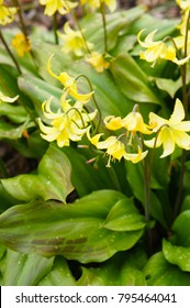 Erythronium Yellow Flowers Pagoda With Green Leaves