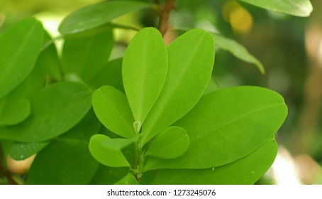 332 Imágenes De Erythroxylum Coca - Imágenes, Fotos Y Vectores De Stock ...