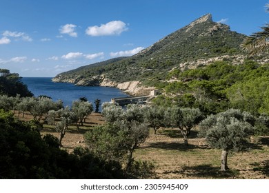 Es Lledo olive grove, Sa Dragonera natural park, Mallorca, Balearic Islands, Spain - Shutterstock ID 2305945409