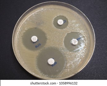 Esbl Producing Bacteria Combination Disk Testing Stock Photo 1058996132 ...