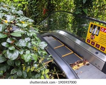 The escalator surrounded by refreshing greenery