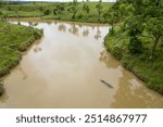 Escaped from the hacienda napoles Hippos live in the rivers and lakes of Colombia view from the top to bottom