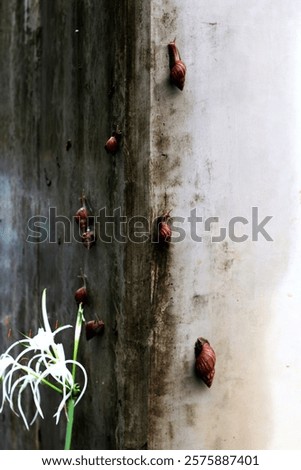 Escargots or Lissachatina fulica are land snails that are easy to keep and in some places even consumed.