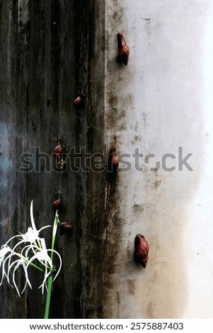 Escargots or Lissachatina fulica are land snails that are easy to keep and in some places even consumed.