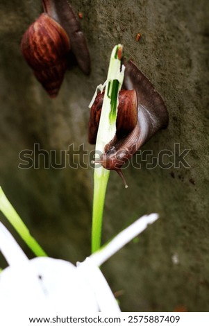 Escargots or Lissachatina fulica are land snails that are easy to keep and in some places even consumed.