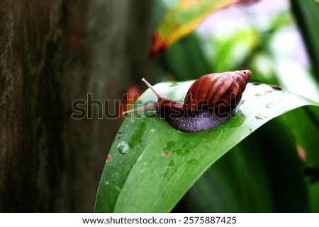 Escargots or Lissachatina fulica are land snails that are easy to keep and in some places even consumed.