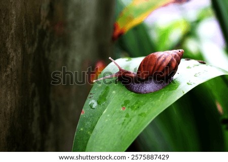 Escargots or Lissachatina fulica are land snails that are easy to keep and in some places even consumed.
