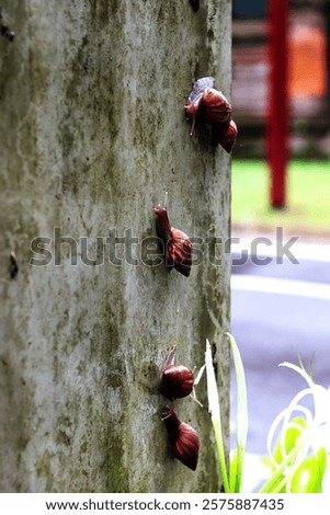 Escargots or Lissachatina fulica are land snails that are easy to keep and in some places even consumed.