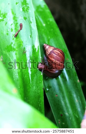Escargots or Lissachatina fulica are land snails that are easy to keep and in some places even consumed.